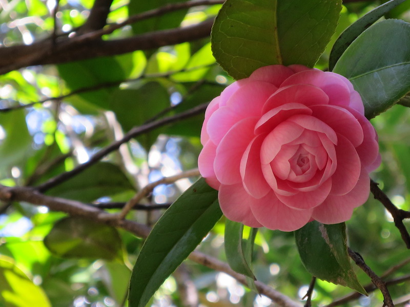 六義園椿の花