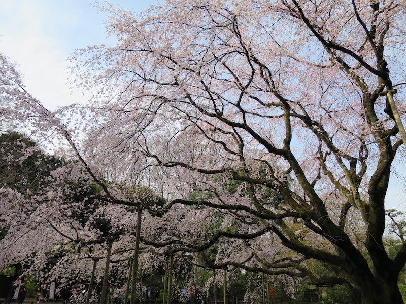 六義園枝垂れ桜