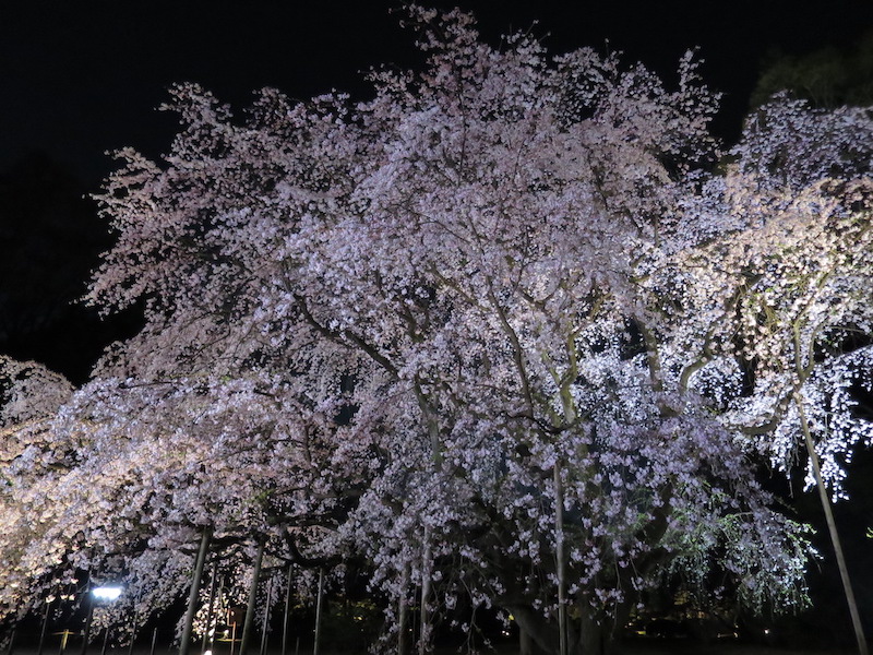 六義園枝垂れ桜