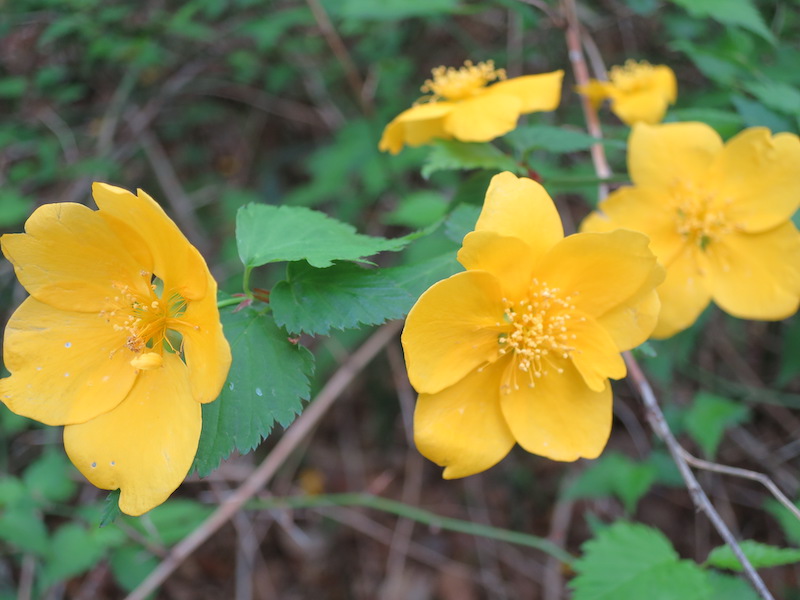 六義園のヤマブキ