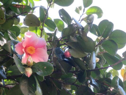 小石川植物園　ツバキ