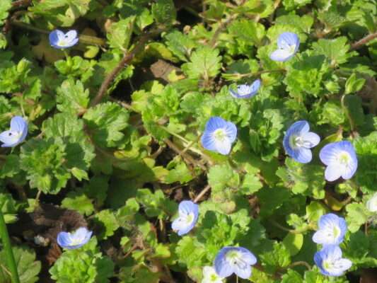 小石川植物園