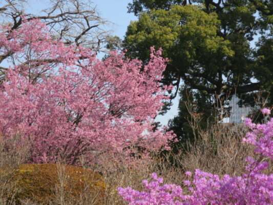 小石川植物園