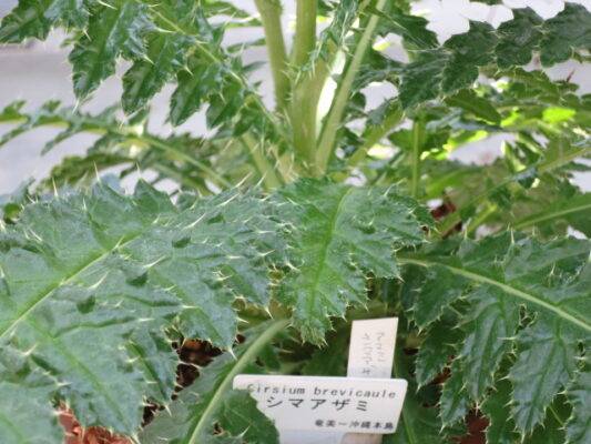 小石川植物園