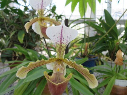 小石川植物園