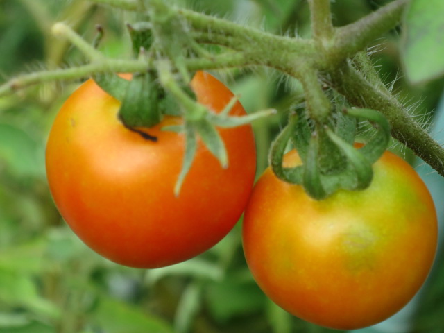 色づき始めたミニトマト