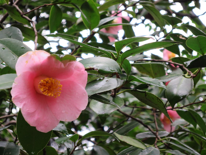 花を愛でる。椿