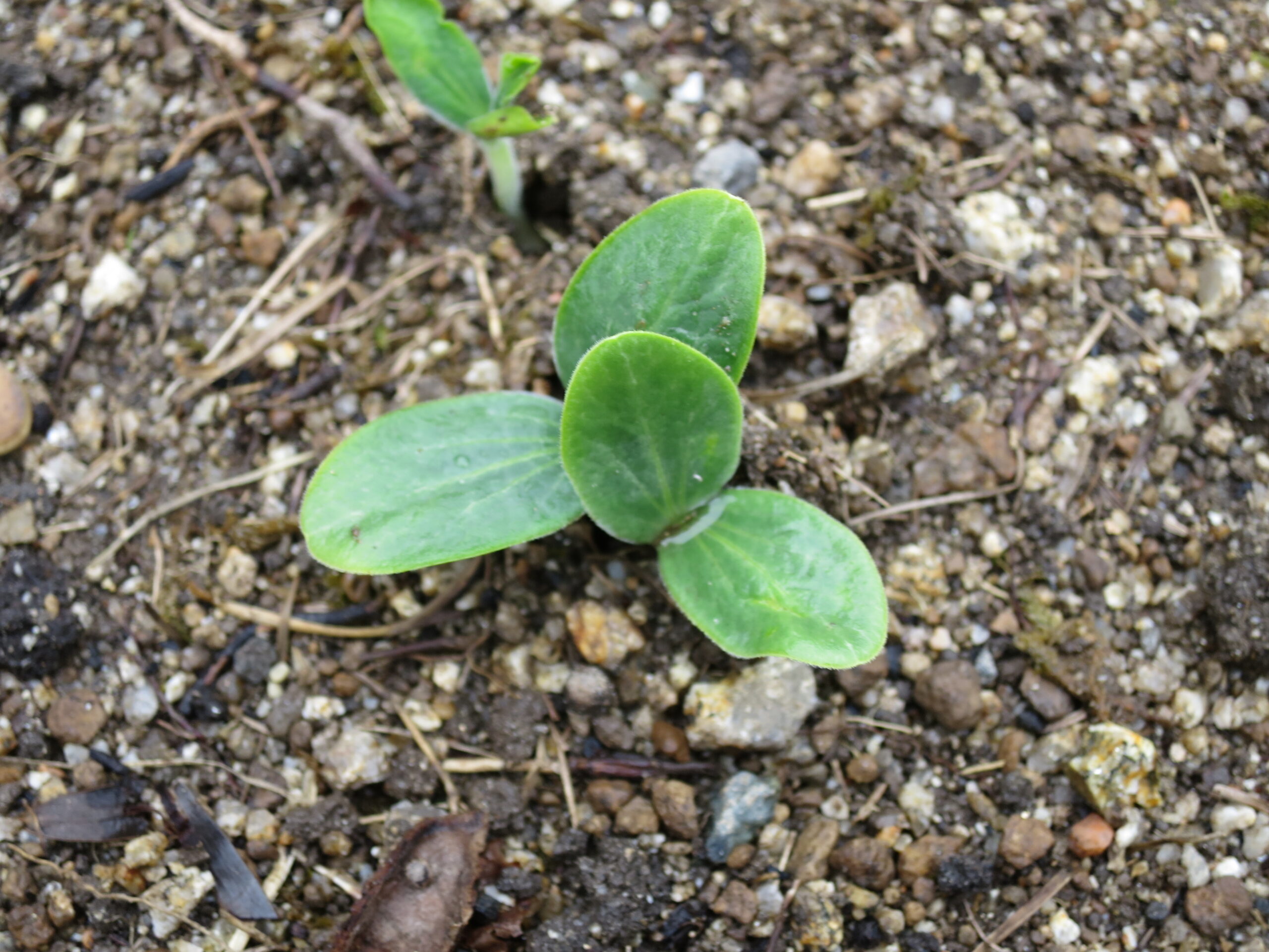 かぼちゃの発芽