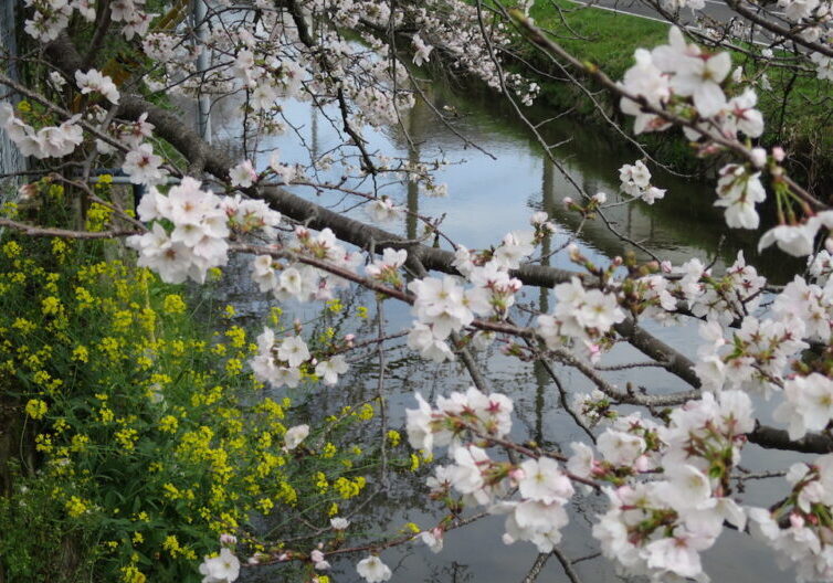 川辺に咲く菜の花と桜