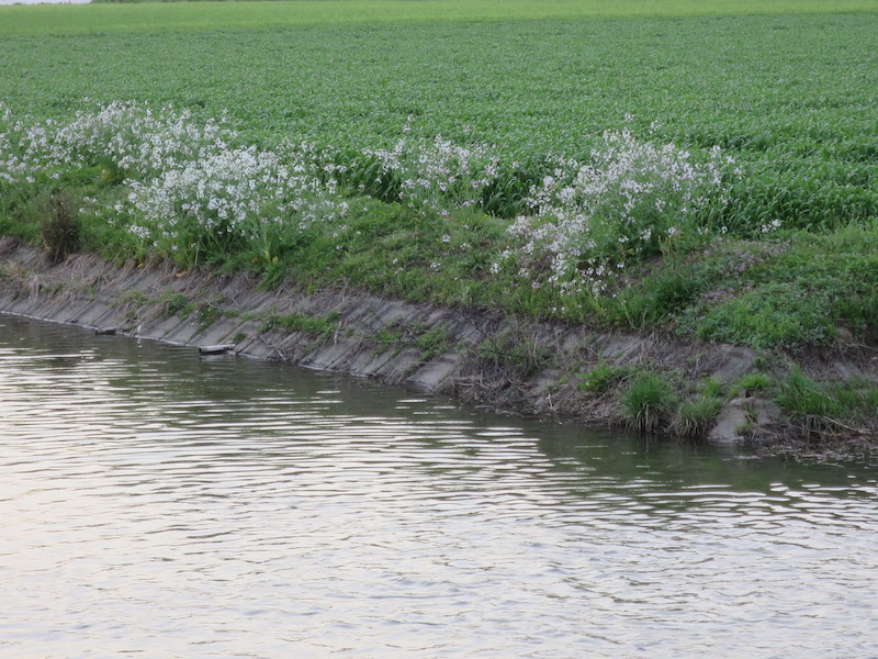 麦畑の川岸に咲く大根の花